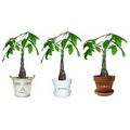 Money Tree / Pachira Plant in Pot